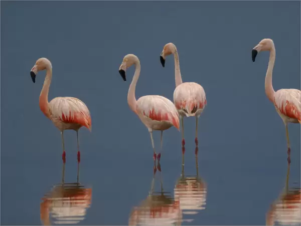 Chilean Flamingo, Phoenicopterus chilensis, La Pampa, Argentina