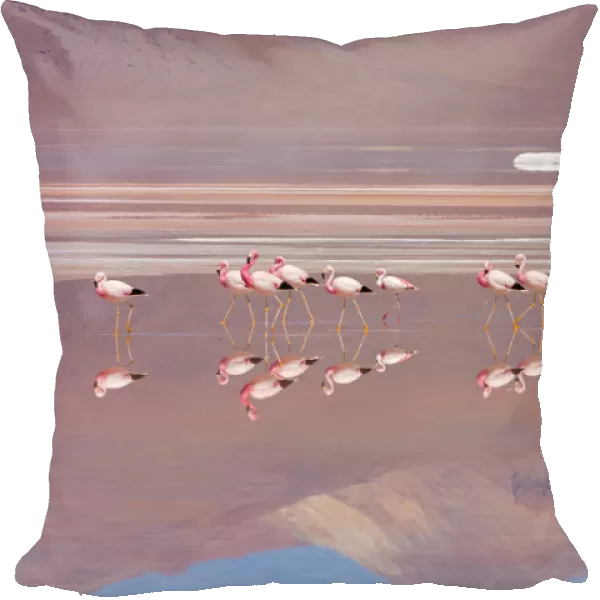Andean Flamingos (Phoenicopterus andinus), Laguna Colorada, Bolivia