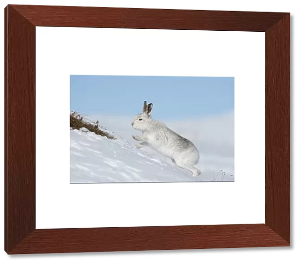 Mountain hare (Lepus timidus) scratching for food in the snow, Scotland, UK, February