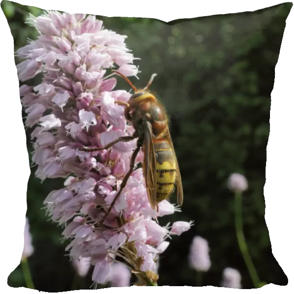 Queen Hornet (Vespa crabro) feeding on Knotweed flower (Persicaria bistorta superba )