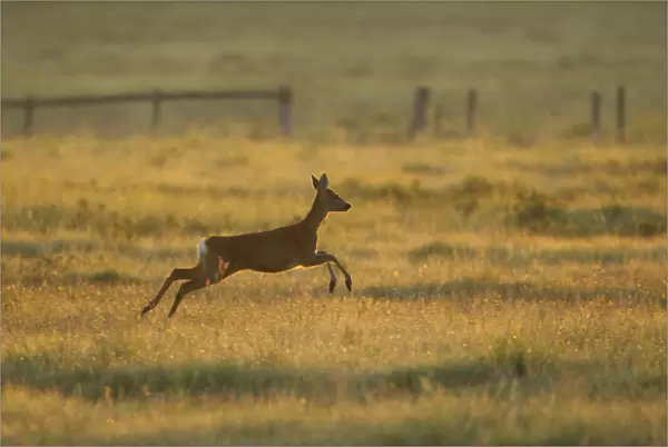 Roe deer (Capreolus capreolus) doe running through rough grassland in summer, Scotland