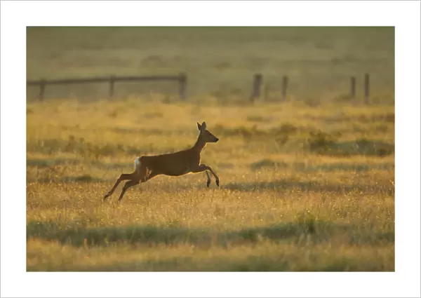Roe deer (Capreolus capreolus) doe running through rough grassland in summer, Scotland