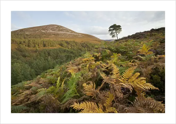 Scots pine forest extending up to natural tree line, with bracken (Pteridium aquilinum)