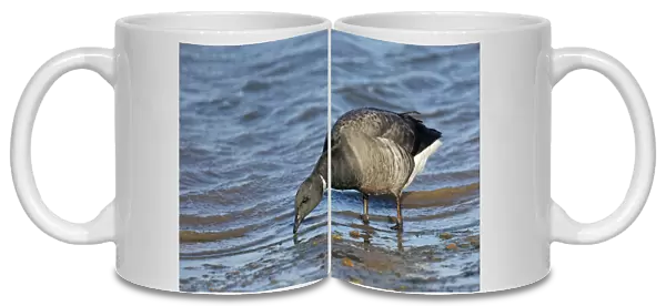 Dark-bellied brent goose (Branta bernicla) feeding on shore just after high water