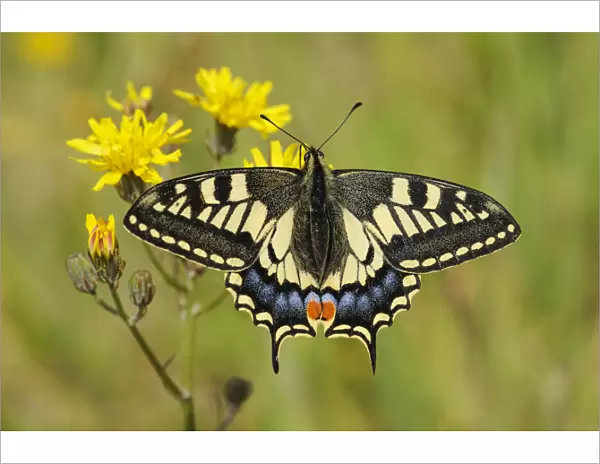 Swallowtail Butterfly (Papilio machaon britannicus) on hawkbit flower. Strumpshaw Fen