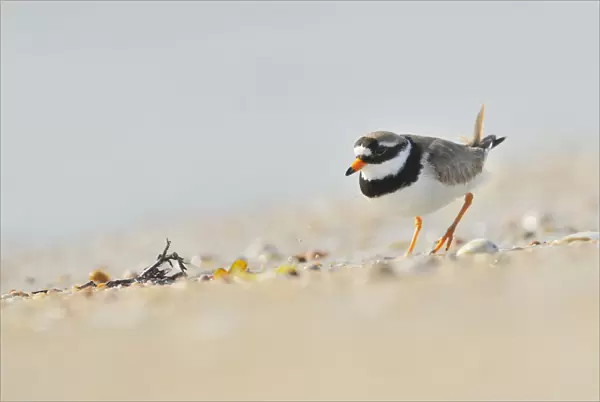 Male Ringed plover (Charadrius hiaticula) on beach, Outer Hebrides, Scotland, UK, June