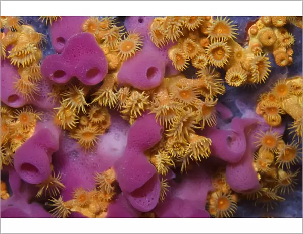 Yellow encrusting anemones (Parazoanthus axinellae) and sponge (Haliclona mediterranea)