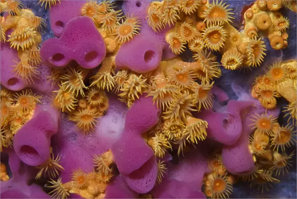 Yellow encrusting anemones (Parazoanthus axinellae) and sponge (Haliclona mediterranea)