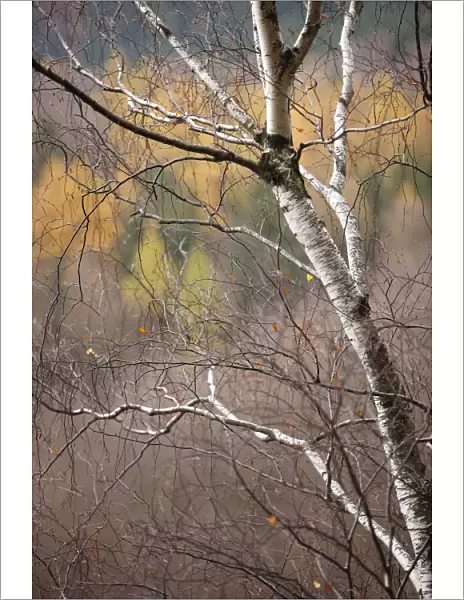 Bare tree in autumn viewed from Stribrne Steny (459m) Hrensko, Ceske Svycarsko  / 