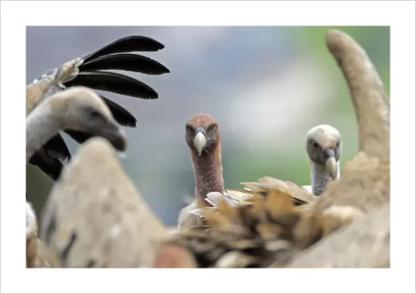 Griffon vultures (Gyps fulvus) Andorra, June 2009