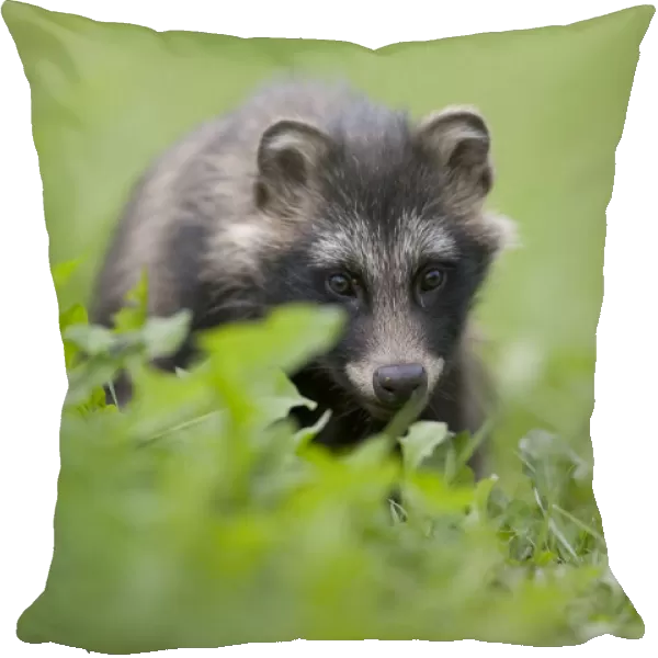 Raccoon dog (Nyctereutes procyonoides) portrait, Pohtiolampi, Kangasala, Finland