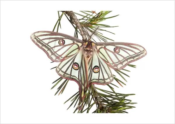 Male Spanish luna  /  Isabelline moth (Graellsia isabellina) on twig, Queyras Natural Park