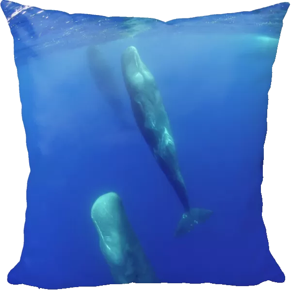 Sperm whales (Physeter macrocephalus) resting, Pico, Azores, Portugal, June 2009