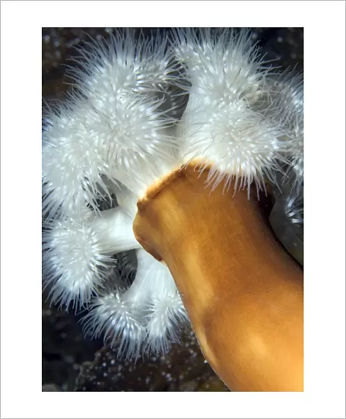 Plumose sea anemone (Metridium senile) Lofoten, Norway, November 2008