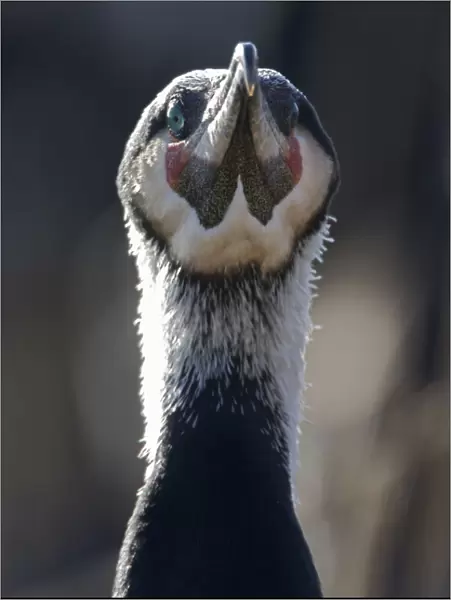 Common  /  Great cormorant (Phalacrocorax carbo sinensis) Oosterdijk, Enkhuizen, Ijsselmeer