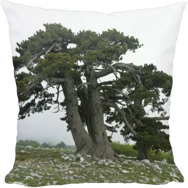 Bosnian pine (Pinus leucodermis) trees, Pollino National Park, Basilicata, Italy