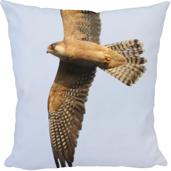 Red footed falcon (Falco vespertinus) in flight, Danube Delta, Romania, May 2009