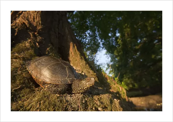 European pond turtle (Emys orbicularis) at base of tree, Gornje Podunavlje Special Nature Reserve
