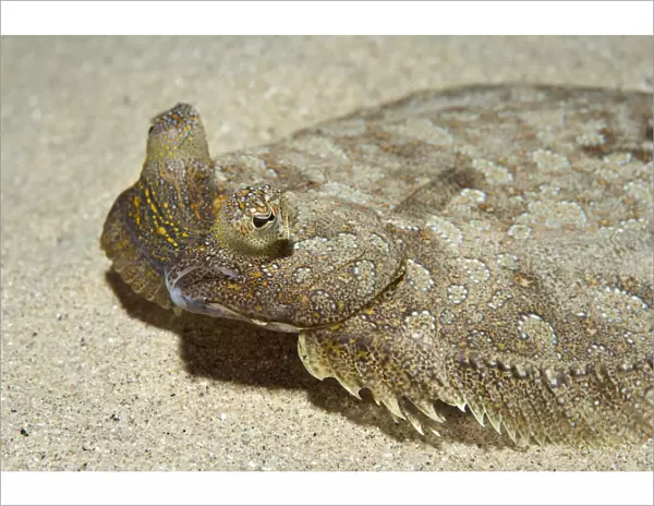 Wide-eyed flounder (Bothus podas) on seabed, Marine Reserve, Monaco, Mediterranean Sea