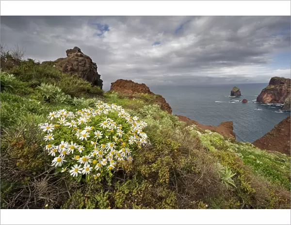 African daisy (Arctotis hybrids) plant flowering on cliff top, Ponta de Sao Lourenco