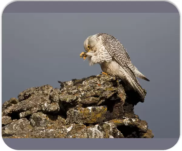 Gyrfalcon (Falco rusticolus) preening, Myvatn, Thingeyjarsyslur, Iceland, June 2009