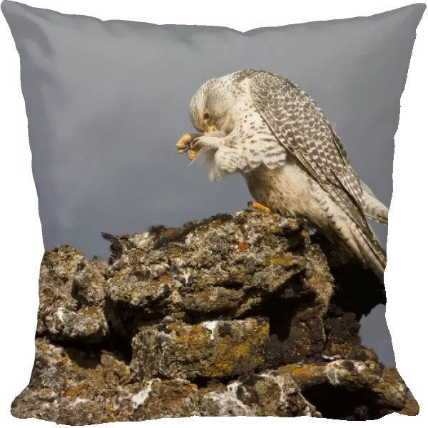 Gyrfalcon (Falco rusticolus) preening, Myvatn, Thingeyjarsyslur, Iceland, June 2009