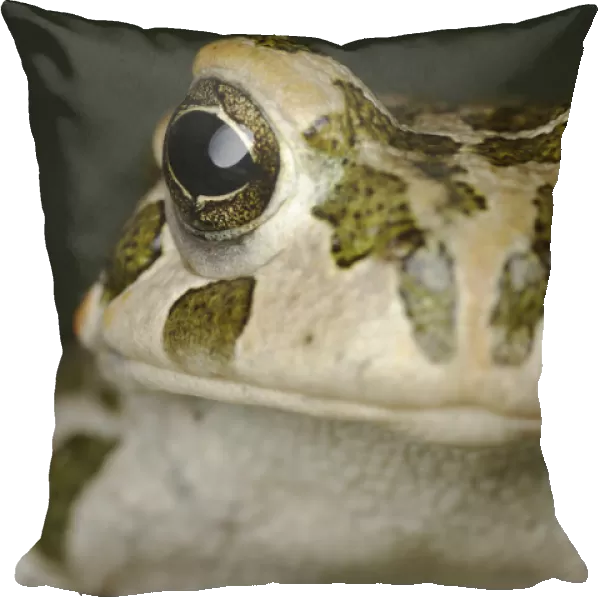 European green toad (Bufo viridis) head portrait, Stenje region, Galicica National Park
