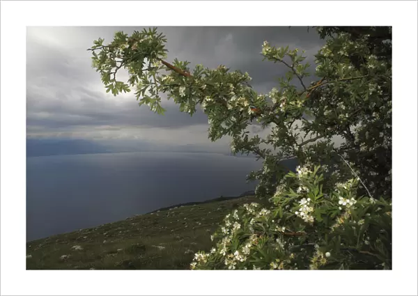 View from Mount Baba of Lake Ohrid, Galicica National Park, Macedonia, June 2009