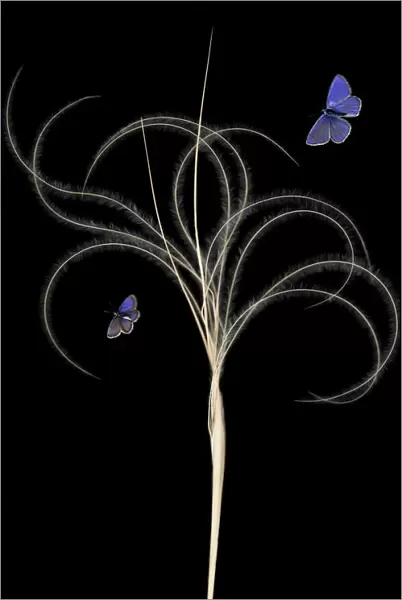 European feather grass (Stipa pennata) with Escher?s blue butterfly (Polyommatus escheri)