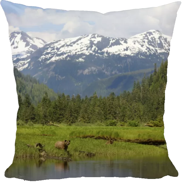 Scenic view of Grizzly bears (Ursus arctos horribilis) with mountains of the Kitimat range