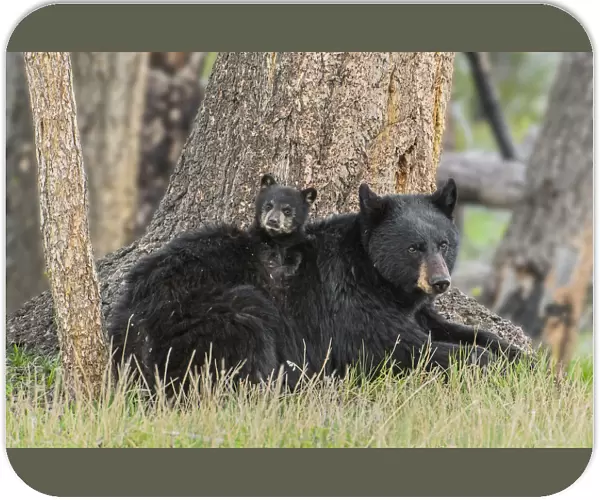 Black bear (Ursus americanus) mother with cub. Yellowstone National Park, Wyoming