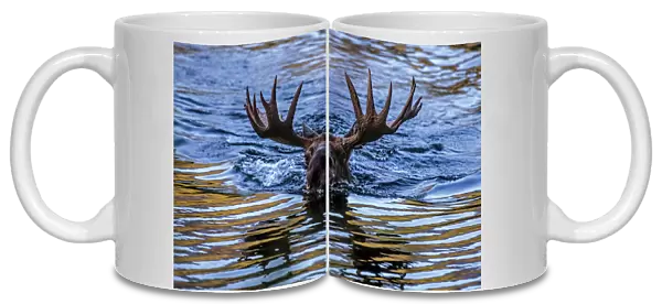 Moose (Alces alces) bull swimming in water, Baxter State Park, Maine, USA