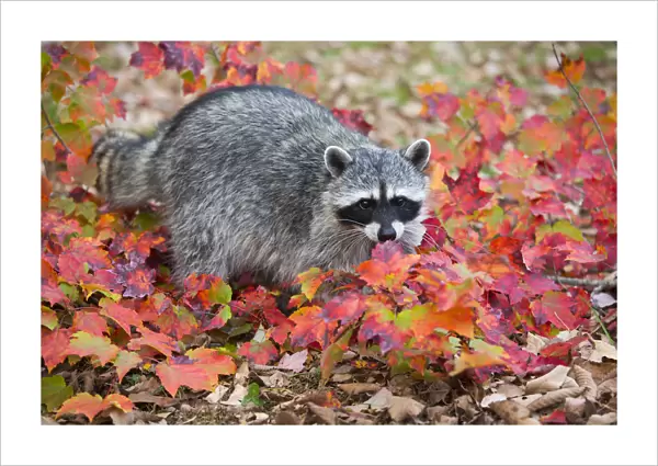 RF - Raccoon (Procyon lotor) in autumn foliage. Connecticut, USA. October