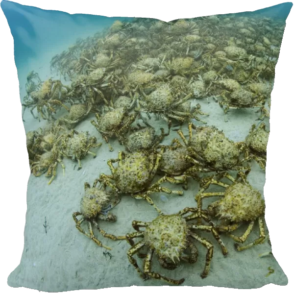 Aggregation of thousands of Spider crabs (Leptomithrax gaimardii) for moulting, South