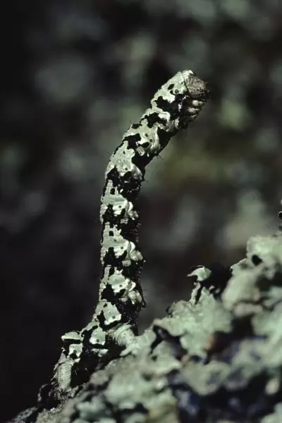 Brussels Lace Moth caterpillar on lichen covered oak twig, Scotland