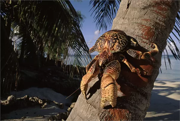 Coconut crab on palm tree, Aldabra, Seychelles