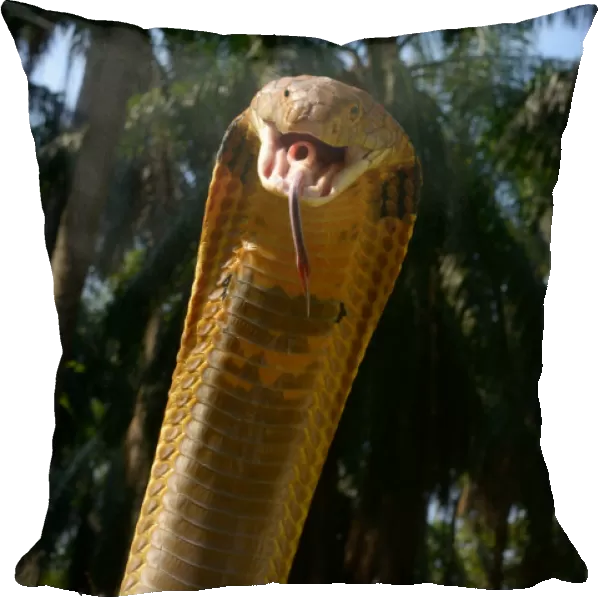 King cobra (Ophiophagus hannah) in strike pose with mouth open, tongue out and glottis