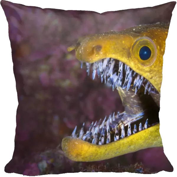 Fangtooth moray eel (Enchelycore anatina) with mouth open, Grand Canaria, Canary Islands, Spain
