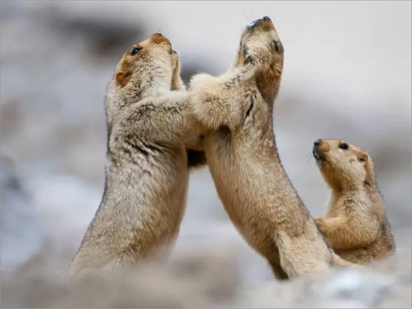 Himalayan Marmots (Marmota himalayana) play-fighting, Ladakh, India