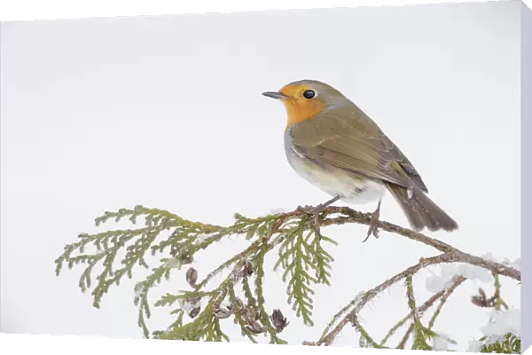 European robin (Erithacus rubecula) perched on snowy branch, Southern Norway. January