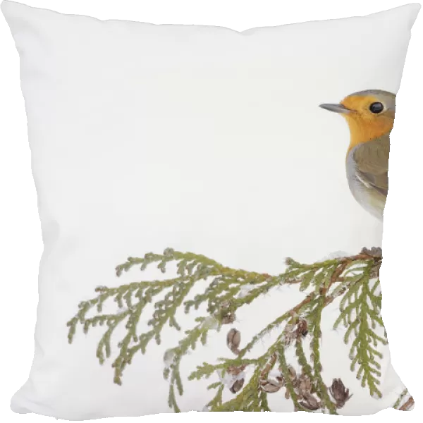 European robin (Erithacus rubecula) perched on snowy branch, Southern Norway. January