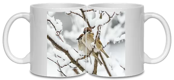 Tree sparrows (Passer montanus) in snow, Bavaria, Germany, March