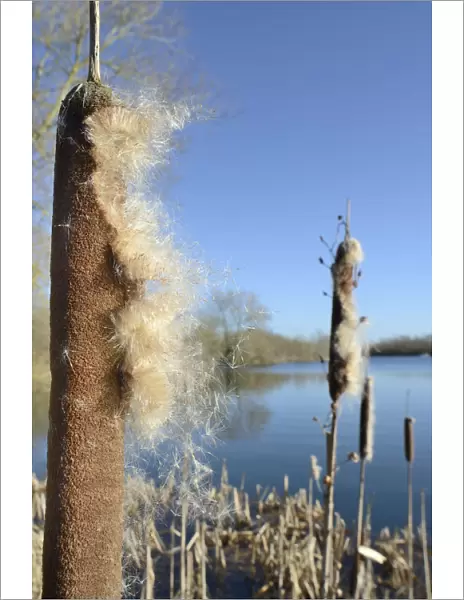 Greater Bullrush  /  Reedmace (Typha latifolia) with seeds emerging in winter ready