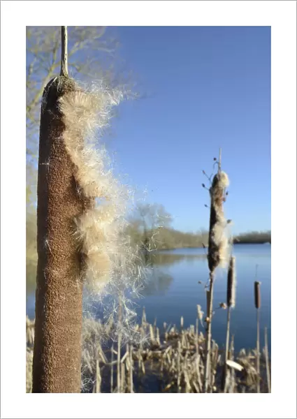 Greater Bullrush  /  Reedmace (Typha latifolia) with seeds emerging in winter ready