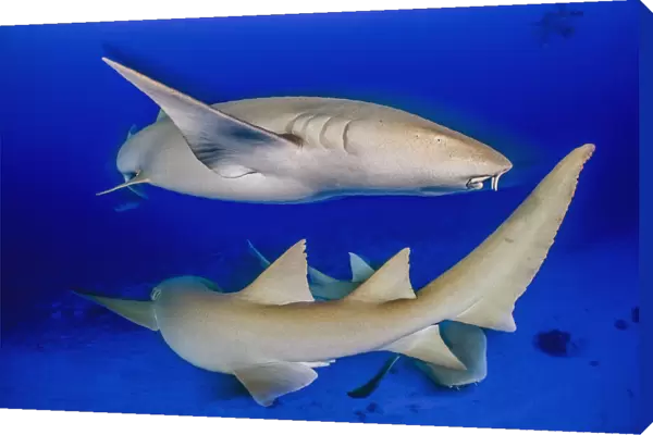 Tawny nurse shark (Nebrius ferrugineus) group, individuals circling each other at dusk