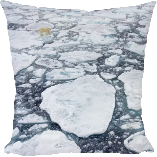 Polar bear (Ursus maritimus) moving around on ice floe, looking for food, Svalbard
