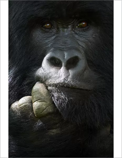 Mountain gorilla (Gorilla beringei beringei) silverback male, portrait, member of