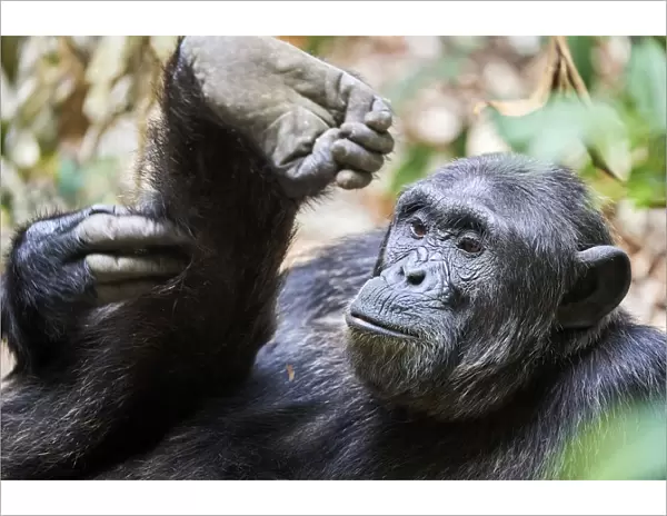 Chimpanzee (Pan troglodytes schweinfurthii) male, scratching its leg, National Park