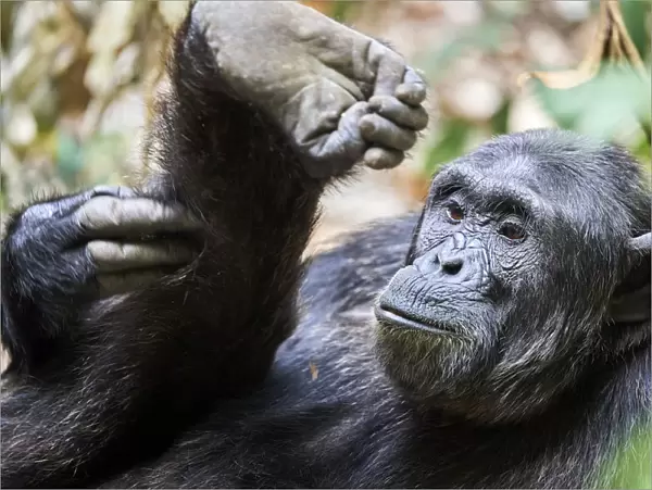 Chimpanzee (Pan troglodytes schweinfurthii) male, scratching its leg, National Park