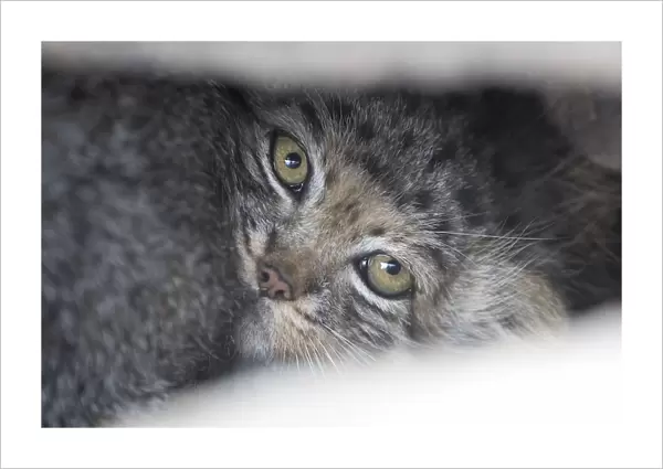 Close up of a juvenile Pallas cat (Otocolobus manul) resting in its den, Mongolia